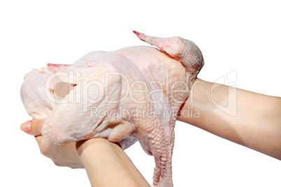 Fresh hen in a hand. (isolated)
