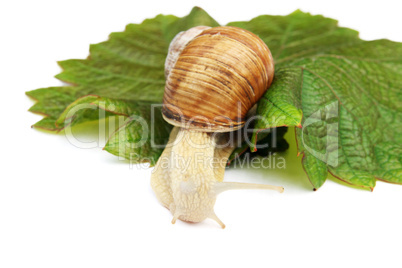 Snail on a green vine sheet