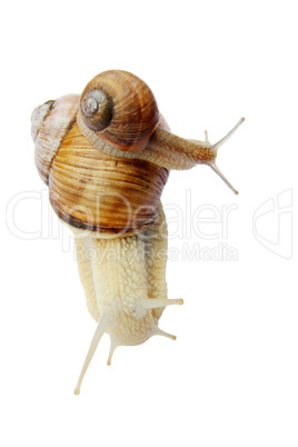 Snail on a green vine sheet