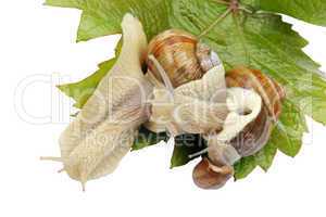 Snail on a green vine sheet
