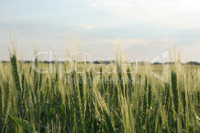 Green wheat field on the background cloudy sky