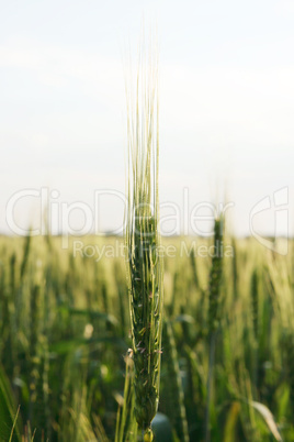 Green wheat field on the background cloudy sky