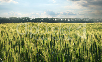 Green wheat field on the background cloudy sky