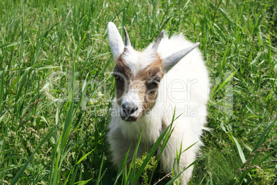 White goat on a background the green grass