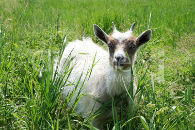 White goat on a background the green grass