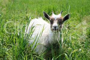 White goat on a background the green grass