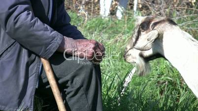 Goats Feeding