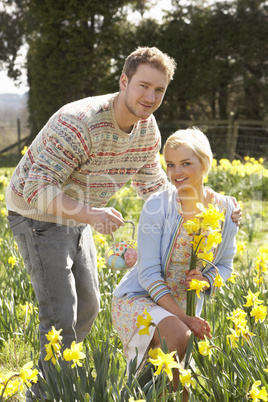 Romantic Couple Picking Spring Daffodils