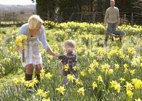 Young Family Walking Amongst Spring Daffodils