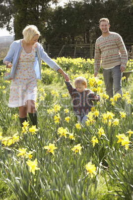 Young Family Walking Amongst Spring Daffodils