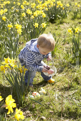 Young Boy On Easter Egg Hunt In Daffodil Field