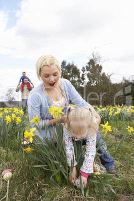 Family On Easter Egg Hunt In Daffodil Field