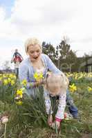 Family On Easter Egg Hunt In Daffodil Field