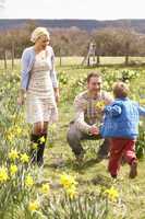 Young Family Walking Amongst Spring Daffodils