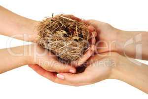 Bird nest in hands