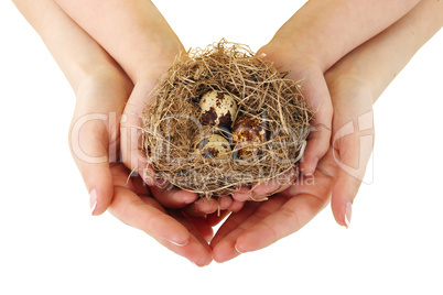 Bird nest in hands