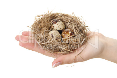 Bird nest in hands