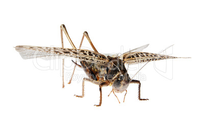 Grasshopper, Locusts on the white background