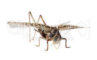 Grasshopper, Locusts on the white background