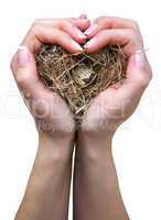 Bird nest in hands