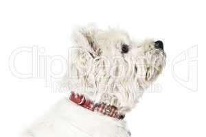 white Terrier