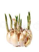Germinating garlic. (isolated)
