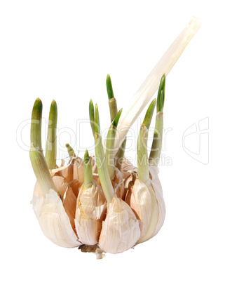 Germinating garlic. (isolated)