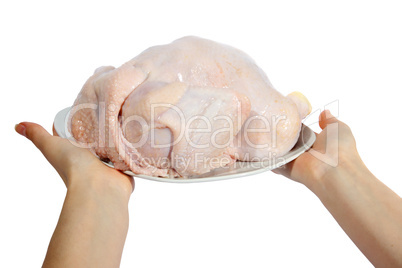 Raw hen on a dish in a hand