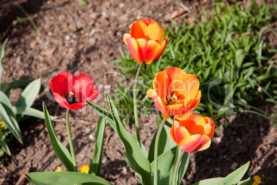 Tulpen im Wind