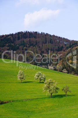 Schwarzwald Wiesen,Glottertal