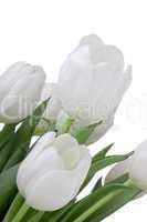 White Tulips