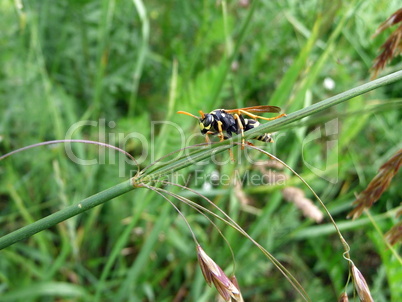 Wasp in field