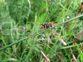 Wasp in field