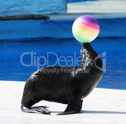 Fur Seal performing at Circus