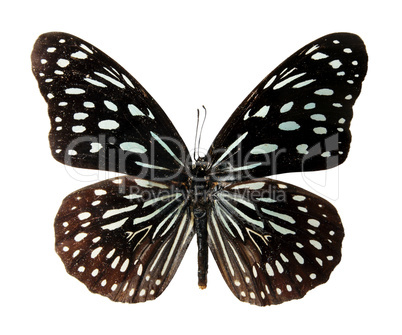 Butterfly on the white background