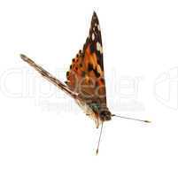 Butterfly on the white background