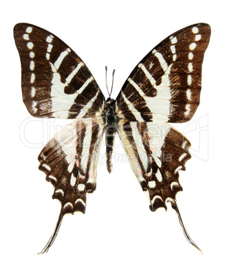 Butterfly on the white background