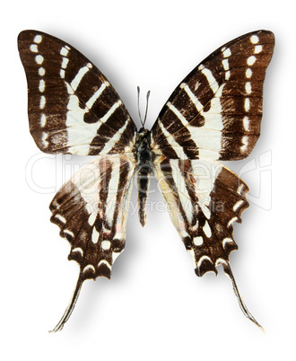 Butterfly on the white background