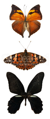 Butterfly on the white background