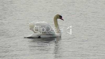 Swan - Grey Goose