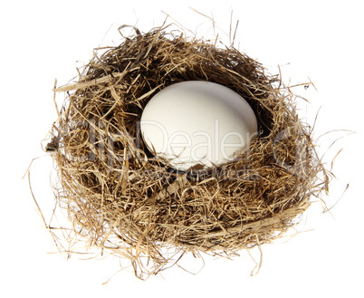 Birds nest with eggs