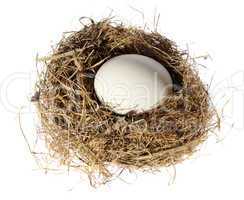 Birds nest with eggs