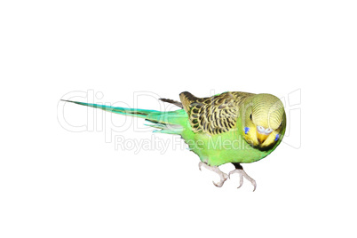 Green wavy parrot