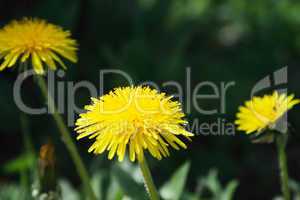 Yellow dandelions on tne background of green grass