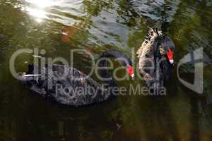 black swan on to the pond