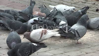 pigeons eat