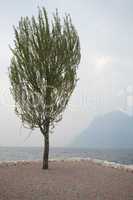 einzigen Baum am Gardasee in Italien an einem ruhigen Tag
