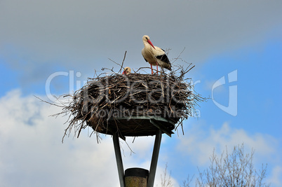 Störche im Nest