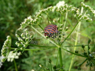 Striped forest bug