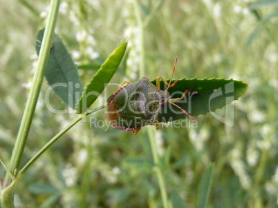 Forest bug on leaf